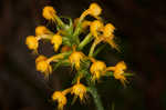 Crested yellow orchid